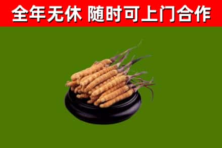 平山烟酒回收冬虫夏草.jpg